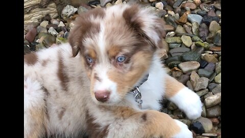 Little puppy really loves stones