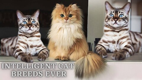 The 10 Most Intelligent Cat Breeds Ever