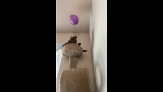 Boris playing with a balloon