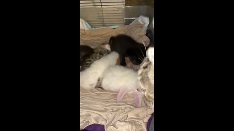 Adopted Orphan Kittens Play With Their New Siblings