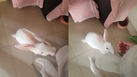 Tricks for treat ☃️Funny Baby Bunny Rabbit Video. It's so Сute! 🥰
