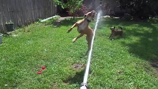 Canine Friends Attack A Water Hose