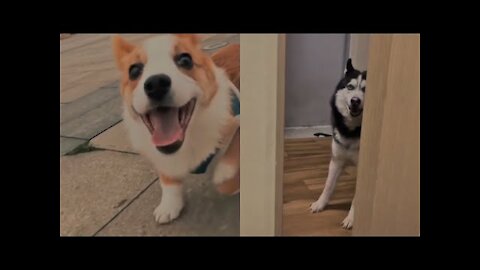 The funniest dogs, cats and other pets! Try not to laugh with this amazing new compilation