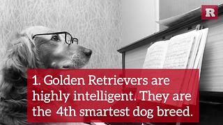 Fun Facts on the Golden Retriever | Rare Animals