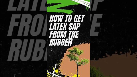 How to Get Latex Sap form the Rubber Tree 🌳 #shorts #Shorts