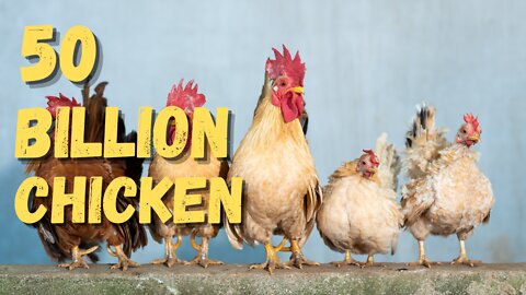 Quick Facts About Chicken