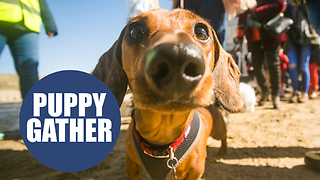 World record broken as over 600 sausage dogs gather on beach