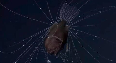 Unbelievable deep sea creature | Amazing Ocean Discoveries