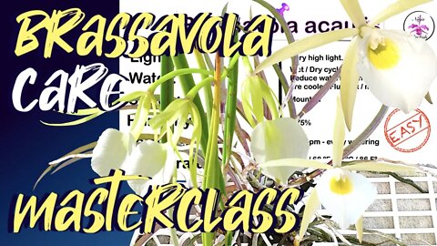 Brassavola Orchid Genus Care | 26 Care Cards Characteristic Cards Brassavola Care #ninjaorchids 📲👀