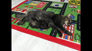 Funny Cat and Guinea pig, good friends really