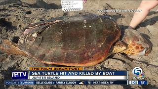 Loggerhead sea turtle hit by boat, found dead on Jupiter Island