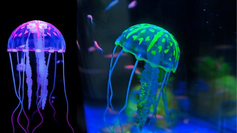 Jellyfish video interesting and amazing video of Jellyfish