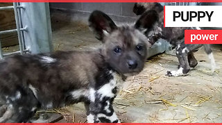 A Zoo Celebrate The Arrival of 11 Extremely Endangered Painted Dog Puppies