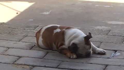 Bulldog puppy adorably attempts to open drain plug