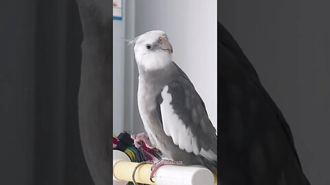 Polishing Cute Cockatiel's Singing Talent! 🎶 Adorable Bird Serenades to Perfection!