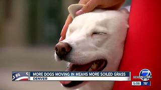 Going to the dogs? Local group says dog waste is destroying Denver's green spaces