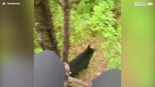 Scary moment bears surround hunter