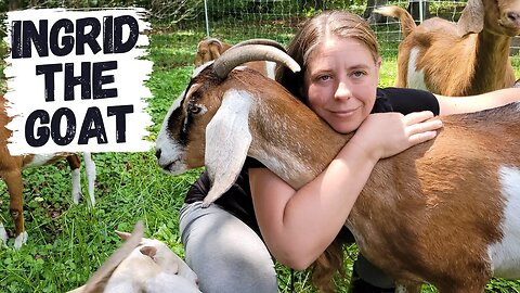 The Tragic Tale Of Ingrid The Goat