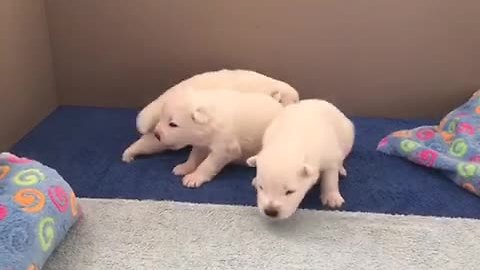 Samoyed puppies closely resemble polar bear cubs