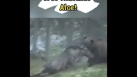 Quando o urso ataca o alce #shorts