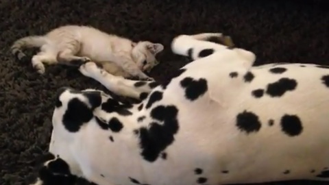 Absolutely heart-warming moment between dog and kitten