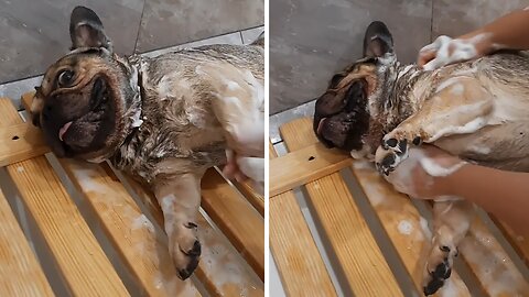 Pampered Frenchie Loves Having A Bath