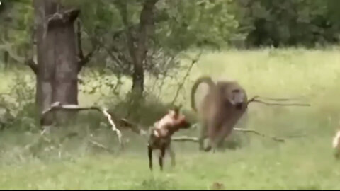Brutal fight between baboons vs African jackals
