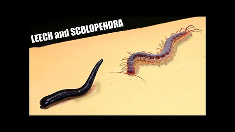 WHAT WILL HAPPEN IF A SCOLOPENDRA SEES A LEECH_ 【LIVE FEEDING】