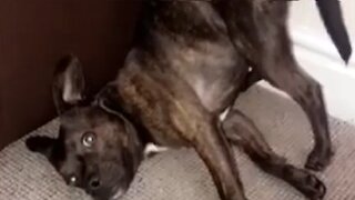 You can't help but laugh at these hysterical dogs