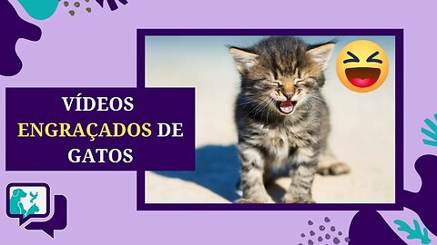 GATOS ENGRAÇADOS - Vídeos Engraçados de GATO