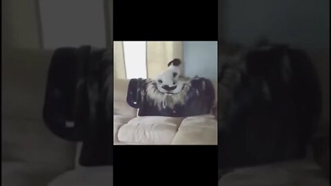 Clip hay triệu view funny 160 #short #shorts #memes #haihuoc #vui #animals