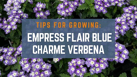 Gardening Tips for Growing Empress Flair Blue Charme Verbena