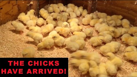 WE GOT OUR CHICKS - Raising pasture-raised chickens - subsistence farming. 200 baby chicks.