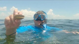 Scalloping in Crystal River is relaxing and fun for the whole family