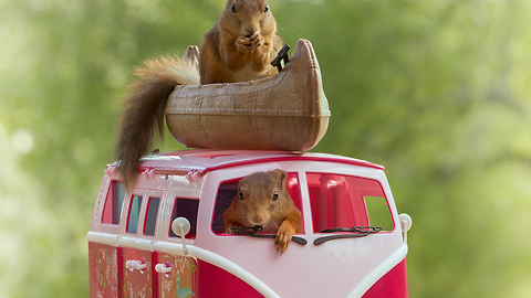 Squirrels and the car