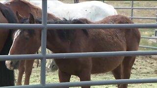80 neglected horses now in the care of Dumb Friends League Harmony Equine Center