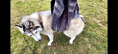 Now my dog is broken, Gingie is still sick, the rains are coming and I’m over 2024 | Siberian Husky