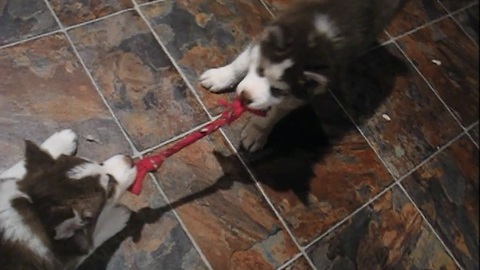Husky Puppy Tug of War! Who is going to Win?