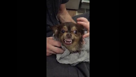 Cute Chihuahua Dog Bites Baby in Super Slow Motion