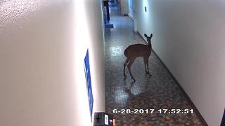 Deer gets lose inside Concordia University