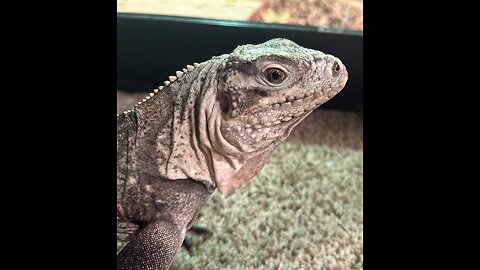 Cyclura's Iguanas:friendliest Iguanas