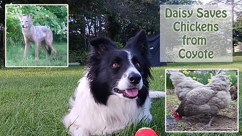 Border Collie Dog Saves Chickens Hens from Coyote