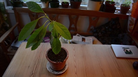 Grow your own avocado tree - It's this simple!
