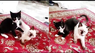 A Lovely Chit Chat Betweem Two Adorable Kitten Is Must