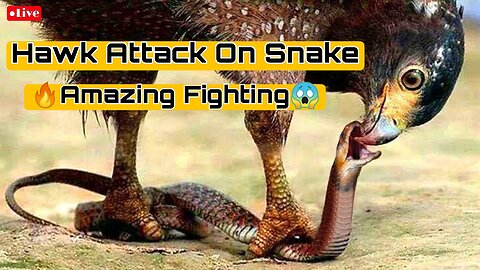 Hawk attack on Snake🐍Amazing Fight🔥😱