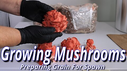 Grow Mushrooms At Home: Preparing Grain For Spawn