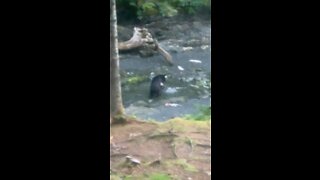 Alaska Black Bear