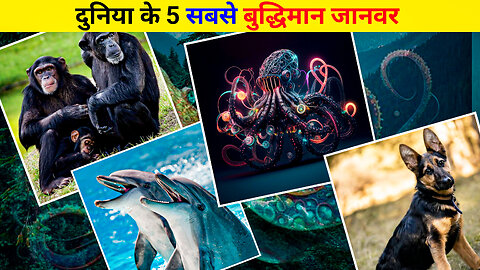 दुनिया के 5 सबसे बुद्धिमान जानवर | most INTELLIGENT ANIMALS in the world | Intelligent Animals