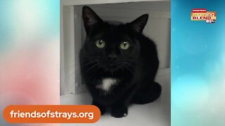 Friends of Strays | Morning Blend