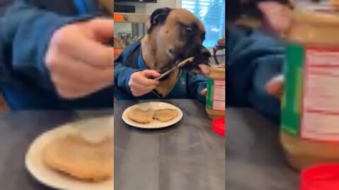 Dog Eats Peanut Butter Sandwich With Human Hands